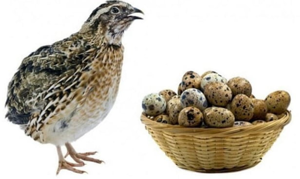 bıldırcın yumurtasının faydaları