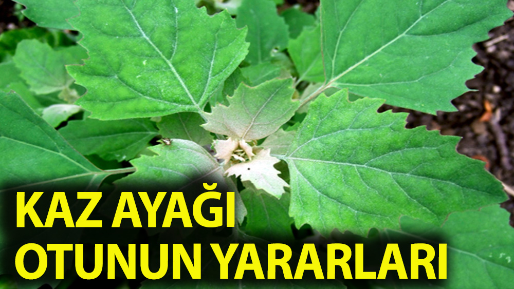 Kazayağı Otu Nedir, Ne İşe Yarar? Kazayağı Otunun Faydaları Ve Zararları?
